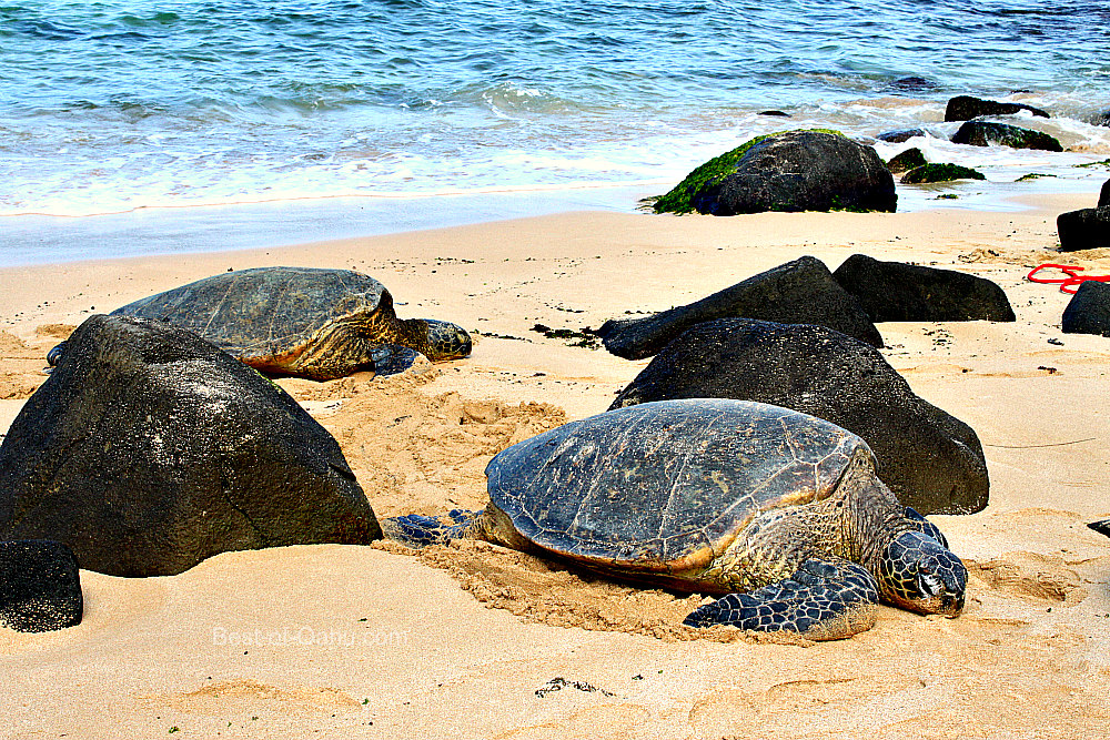 Laniakea Turtle Beach - Oahu attraction near Ka'a'awa vacation rental