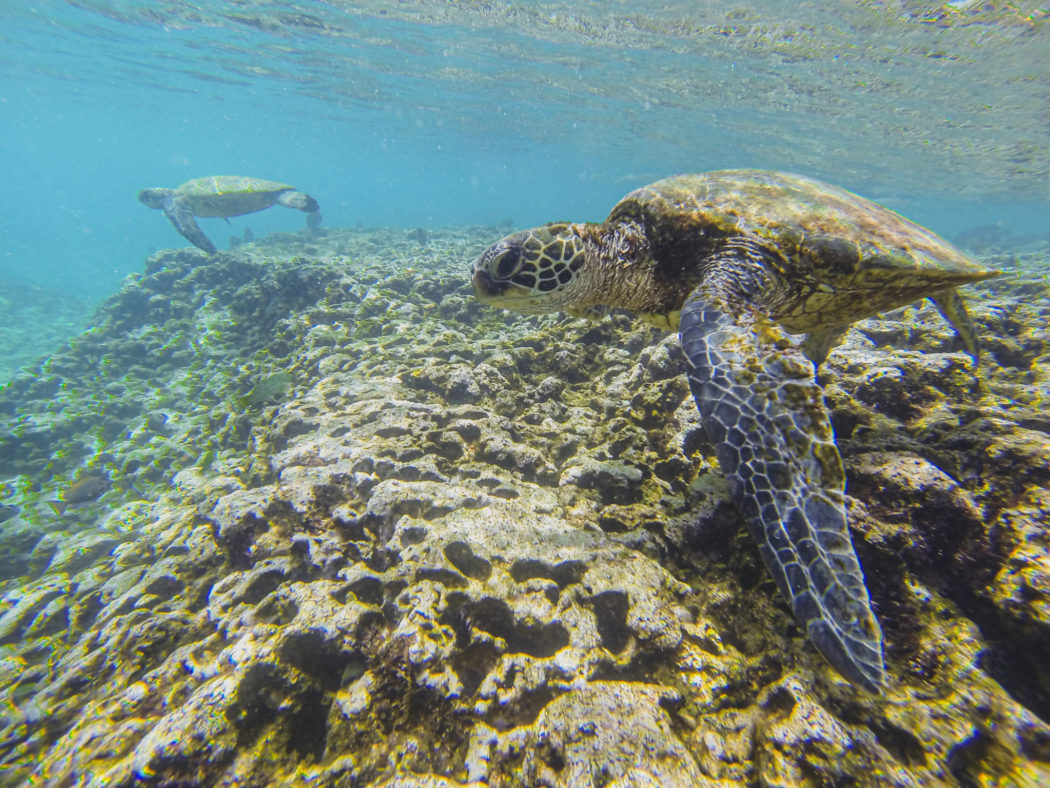Sharks Cove - Oahu attraction near Ka'a'awa vacation rental